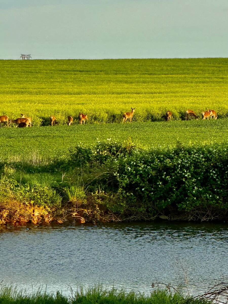 Chevreuils au bord de l'eau dans la Vallée de Chevreuse